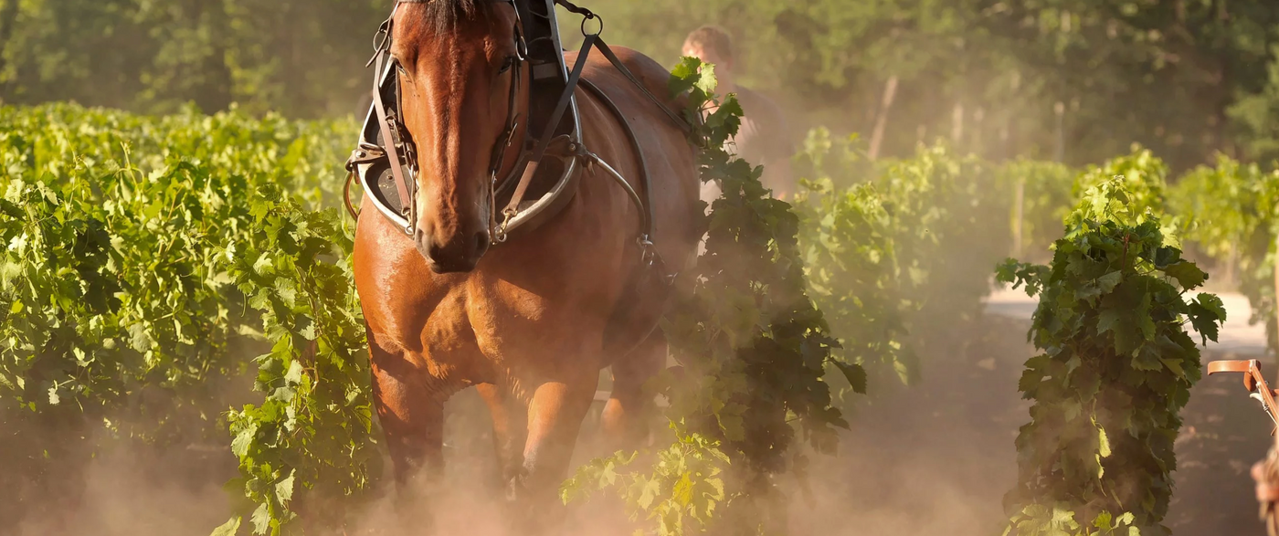 Domaine de Chevalier