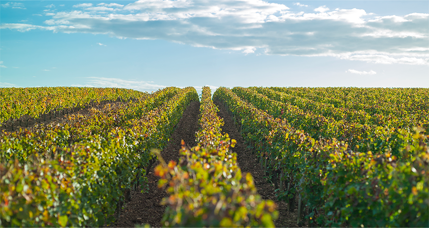 Domaine Gaunoux